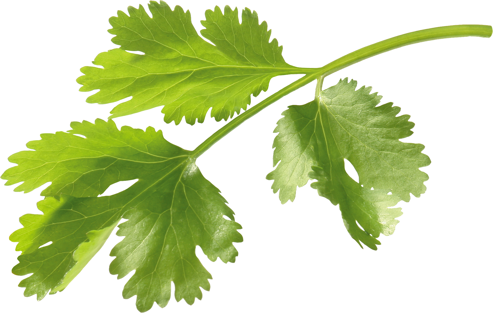 芫荽葉coriandrum sativum(leaf)